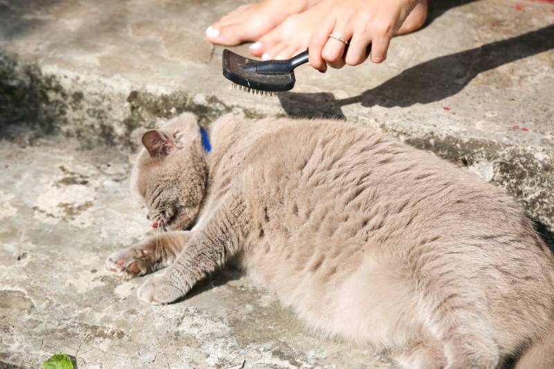 owner is brushing grey pregnant cat outdoors