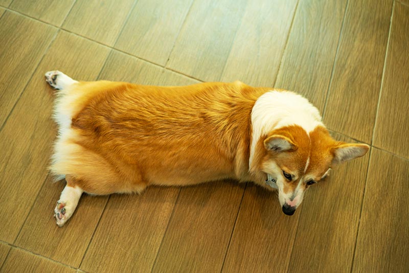 pembroke welsh corgi dog splooting on the wooden floor