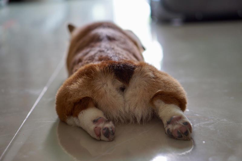pembroke welsh corgi puppy splooting on the floor