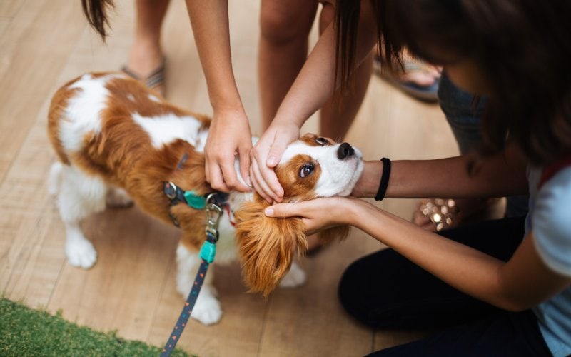 people petting a Cavalier King Charles Spaniel dog