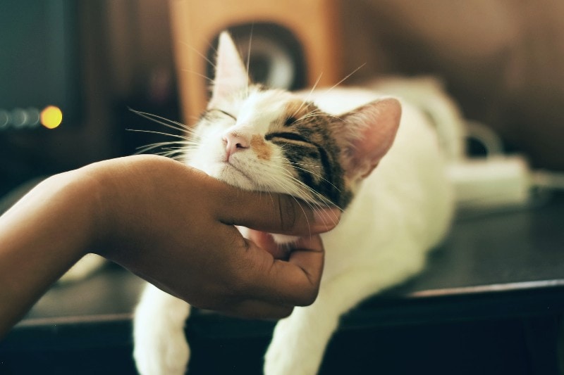 person rubbing a white cat's chin