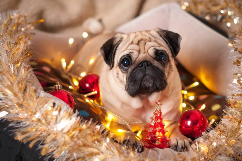 pug dog lying with christmas decorations on bed