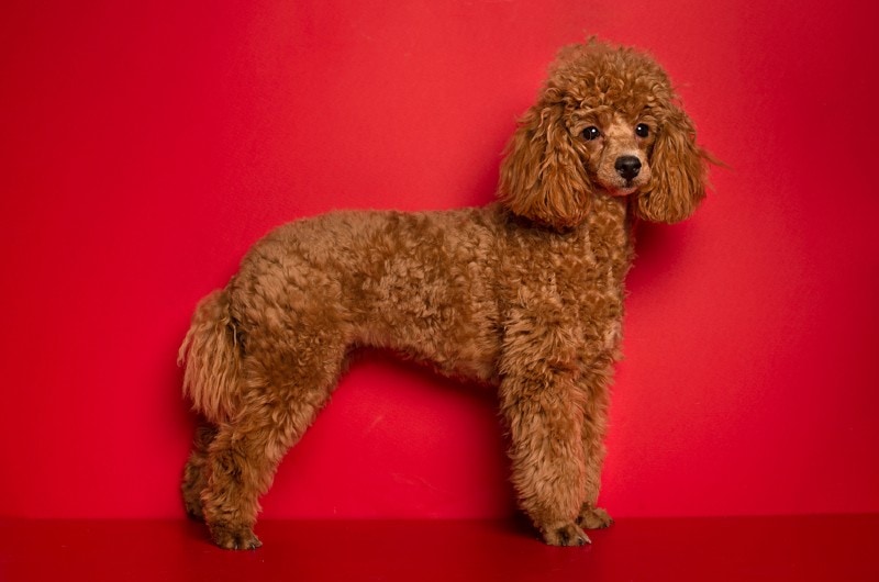 red poodle standing on red background