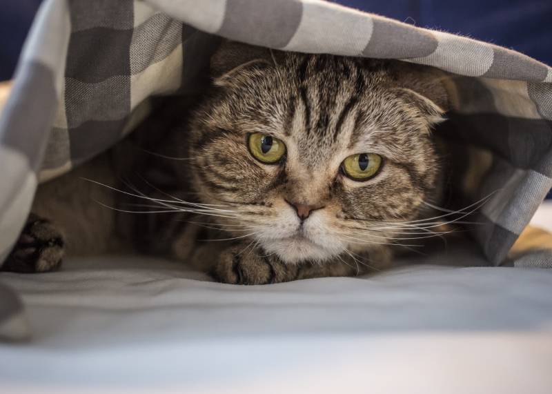 scottish cat hiding in fright under the checkered blanket