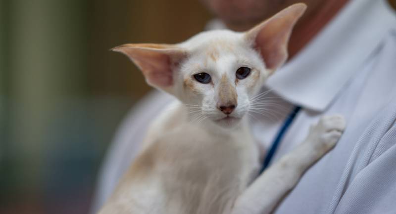 seychellois cat carried by owner in white shirt
