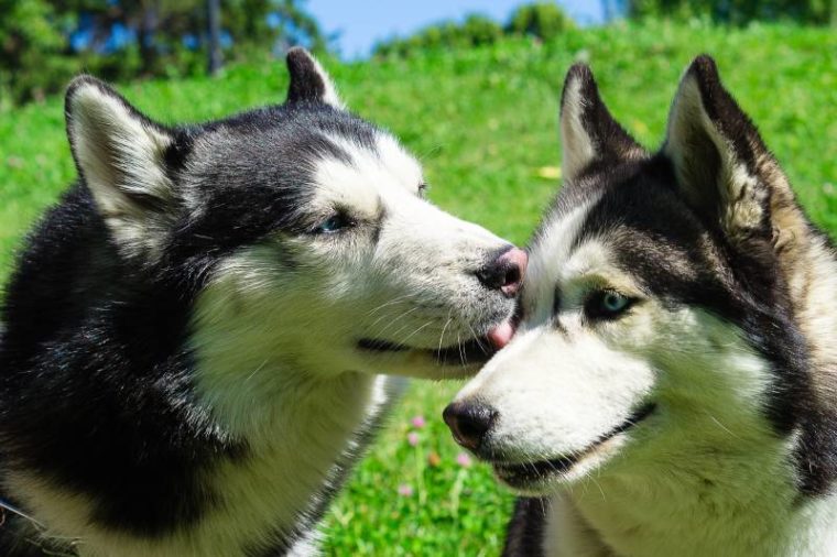 Why Do Dogs Lick Each Other's Eyes? 5 Vet-Reviewed Reasons | Hepper Pet