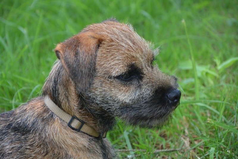 side view of a border terrier's face