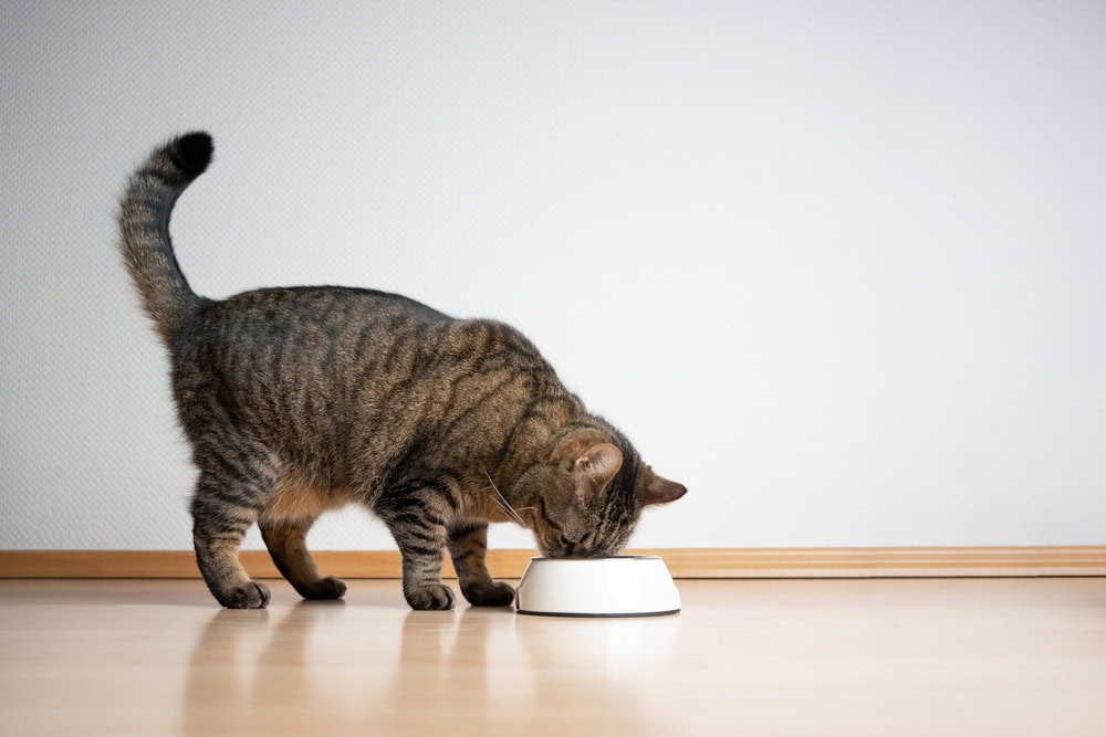 side view of tabby cat eating pet food