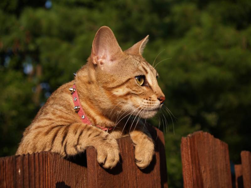 striped gold colored serval savannah cat looking over a wooden fence wearing a pink collar