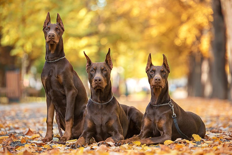 Three Red Doberman Pinchers