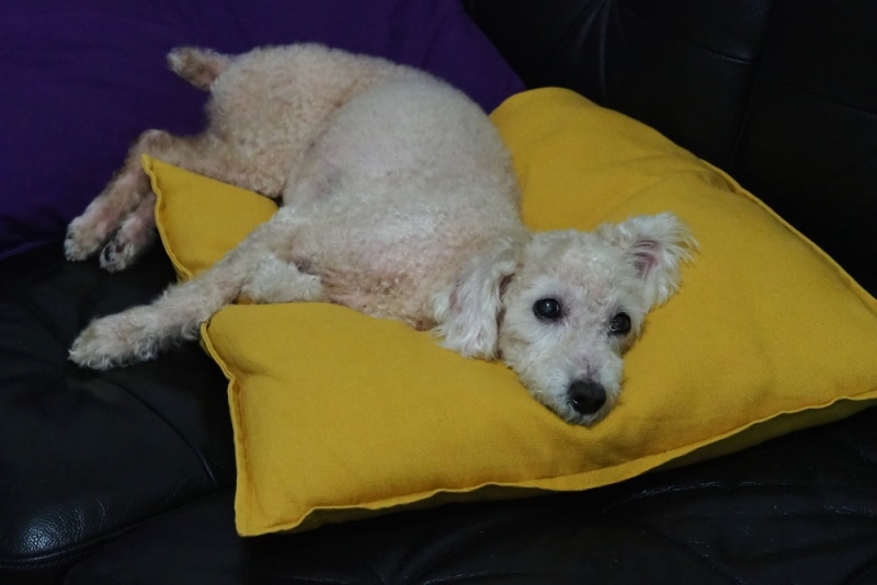 toy poodle lying on couch