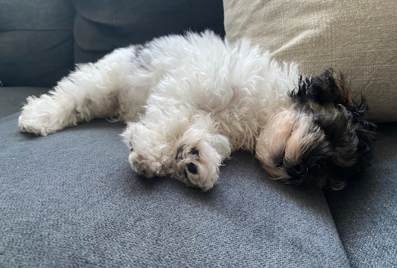 toy poodle sleeping on couch