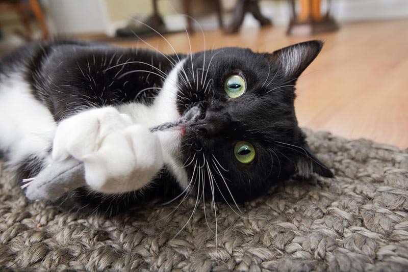 tuxedo cat playing with a mouse toy with catnip