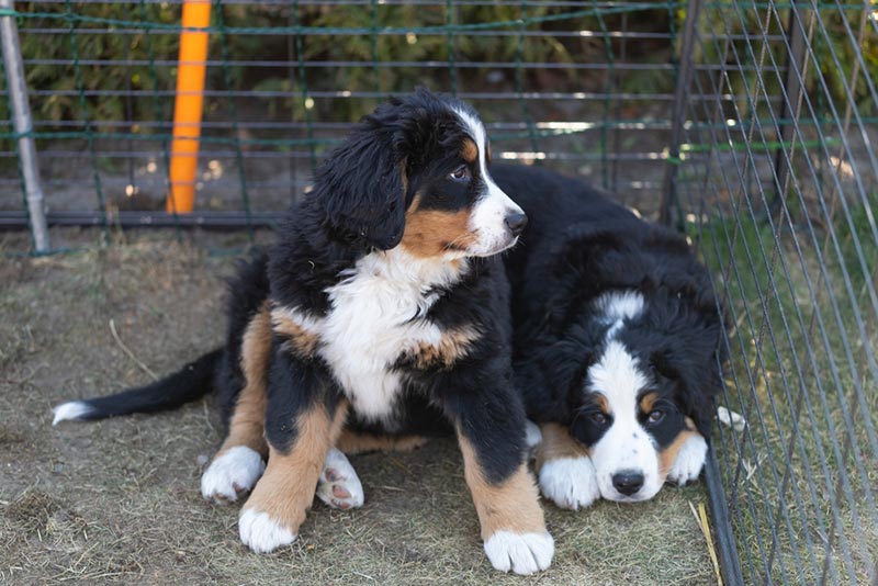 two bernese mountain dog puppies in a crate
