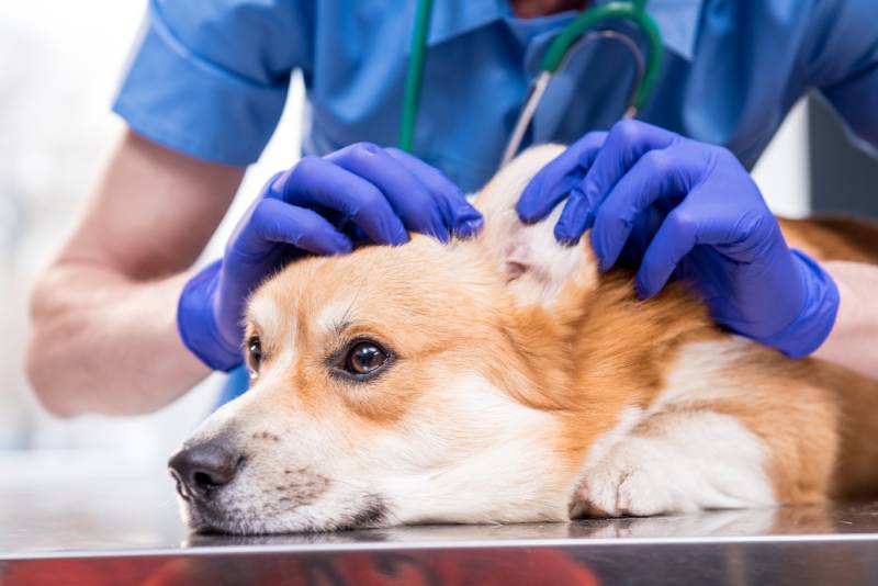 vet examines the ears of the corgi dog