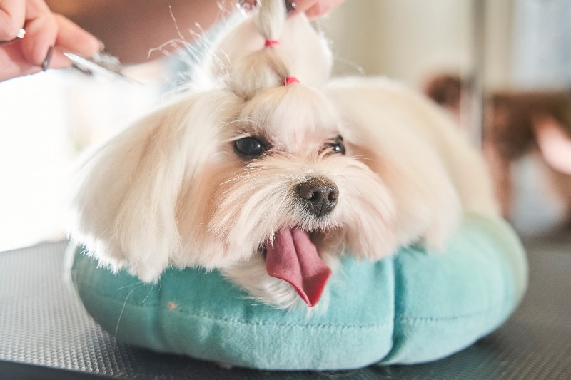 white Maltipoo getting groomed