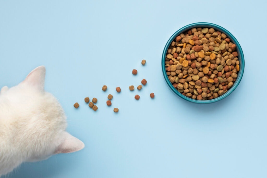 white cat looking at cat food