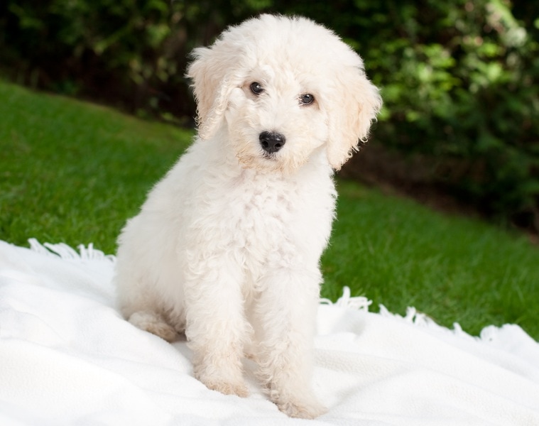 white cockapoo dog in grass