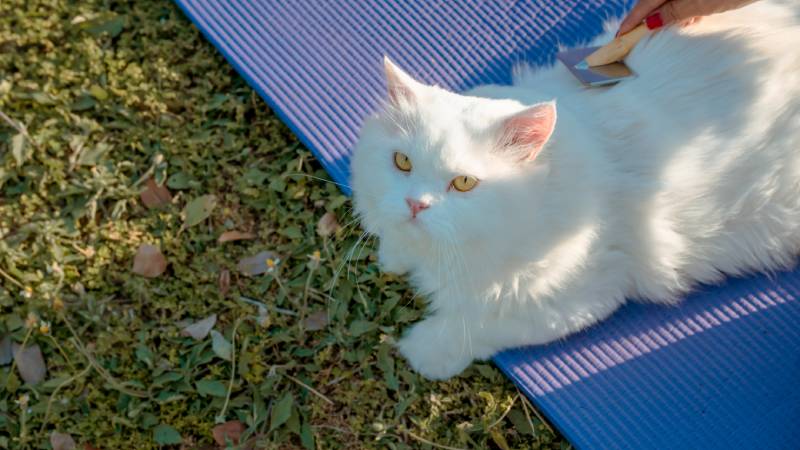 white persian cat shedding and grooming hair on yoga mat