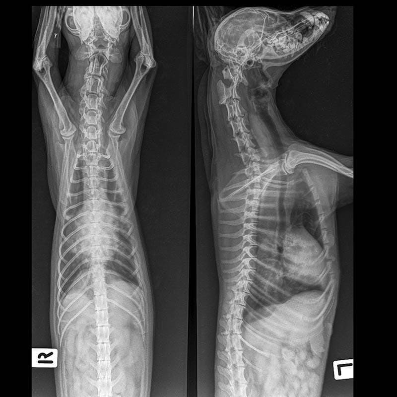 xray of a dog with pneumonia