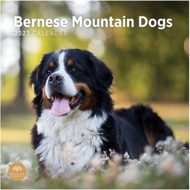 2023 Bernese Mountain Dogs Wall Calendar