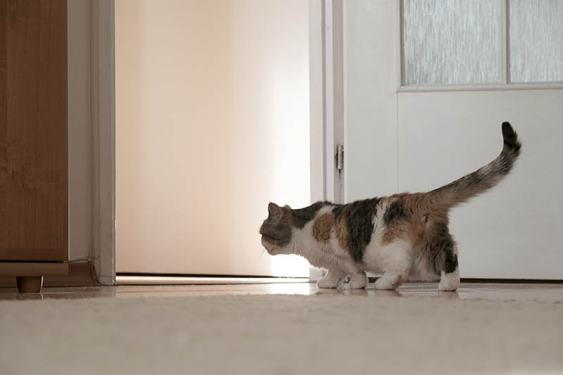 A small cat is walking around an empty new apartment