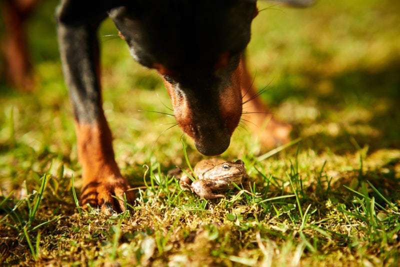 A small domestic dog plays