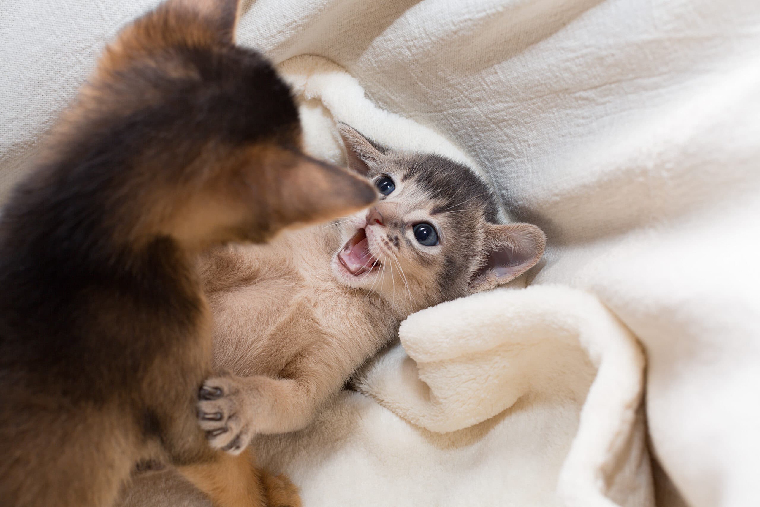 Abyssinian kitten