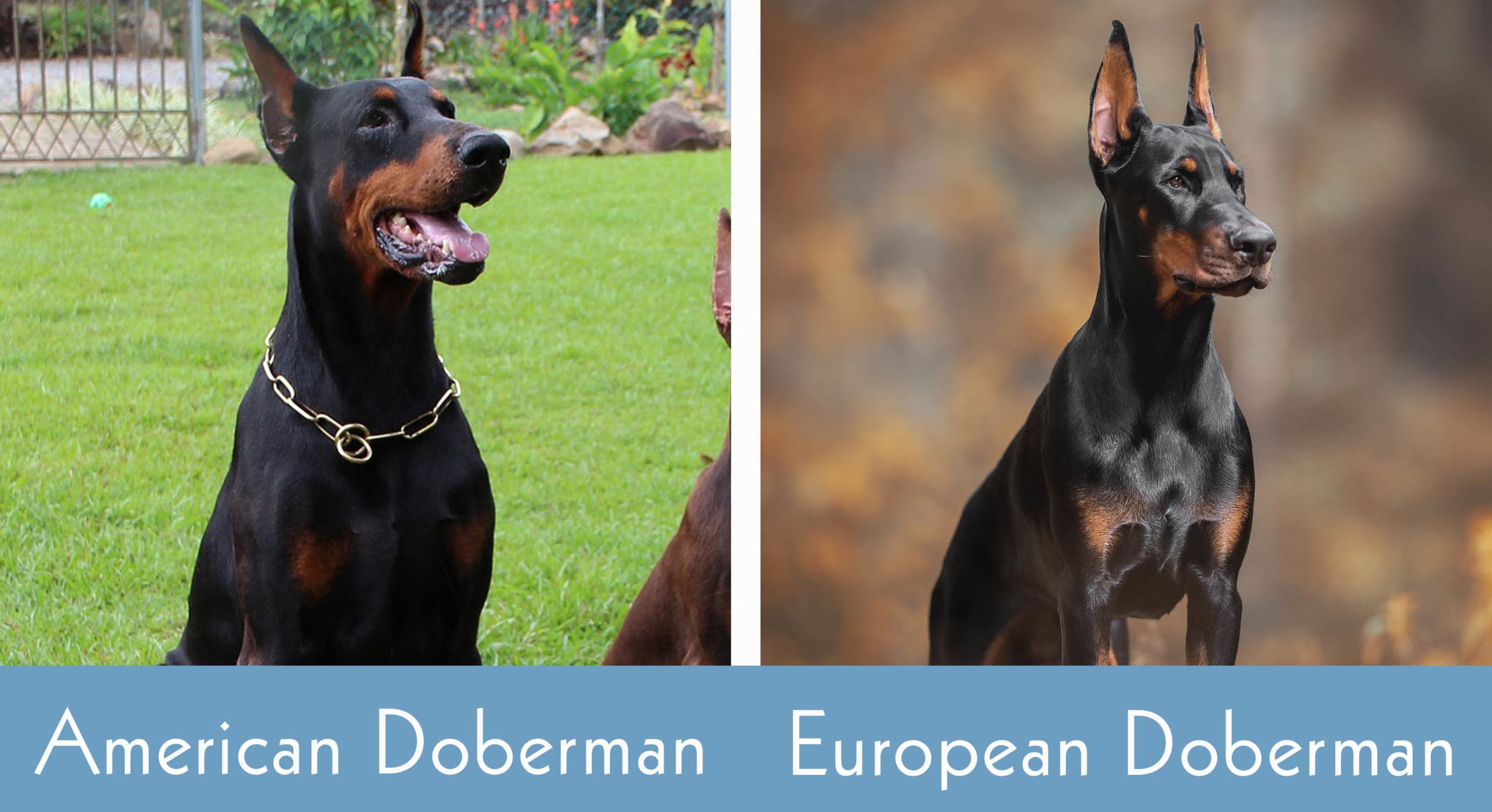 American Doberman vs European Doberman side by side