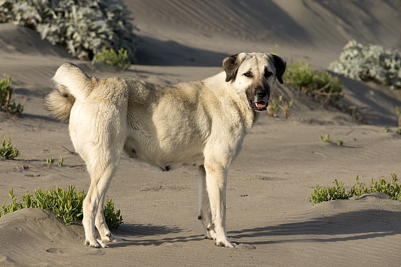 Anatolian Shepherd Dog