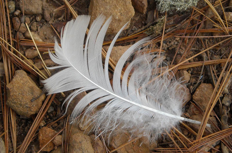 Bird Feather