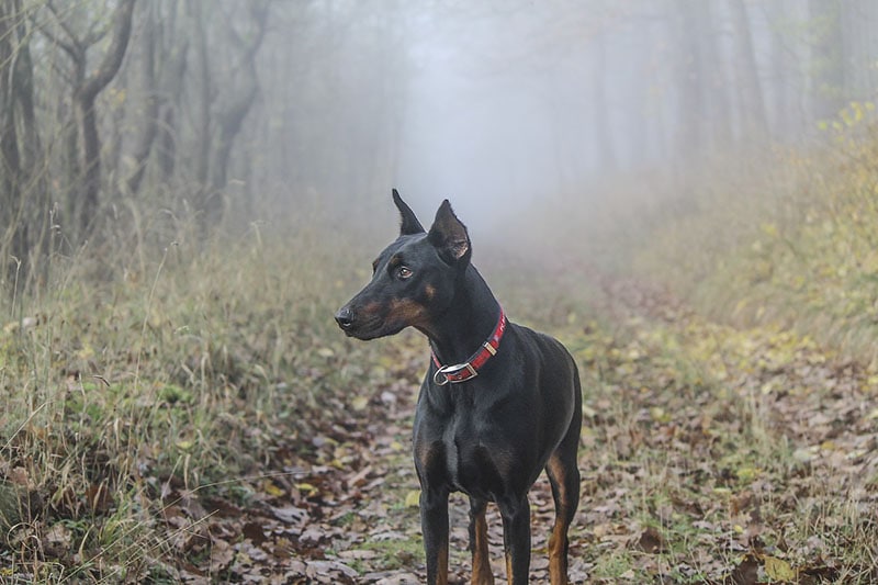 Doberman