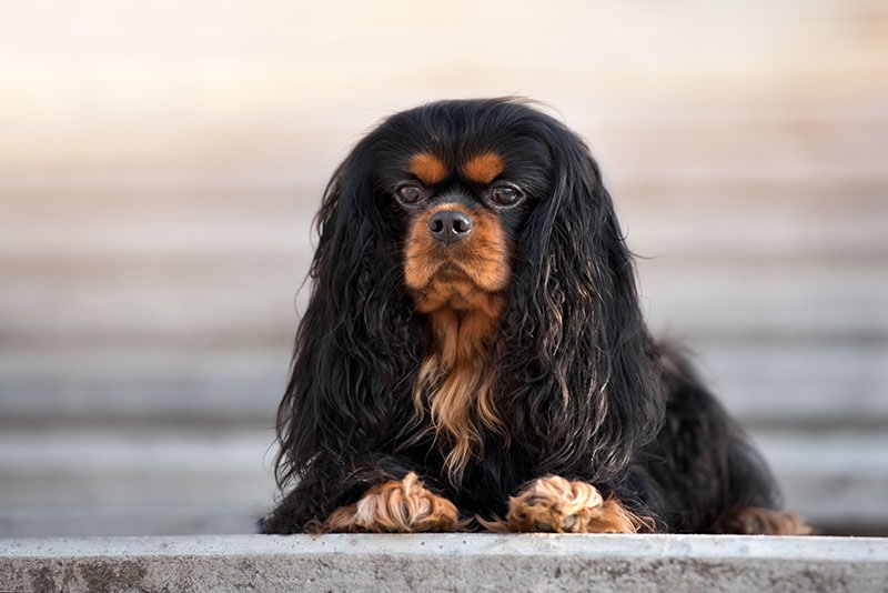 Black and tan Cavalier king charles spaniel dog lying down outdoors