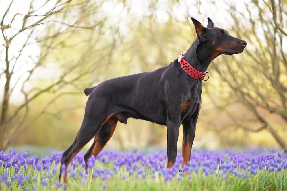Black and tan Doberman dog with cropped ears and a docked tail wearing a red stylish leather