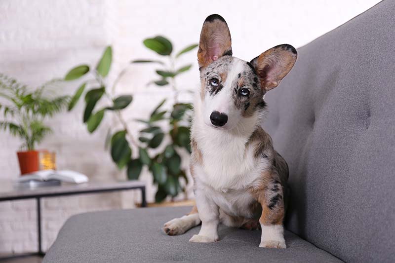 Blue merle corgi with big ears
