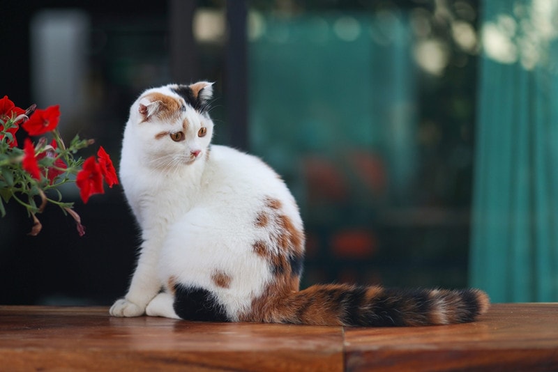 Calico Scottish Fold Kitten Sitting