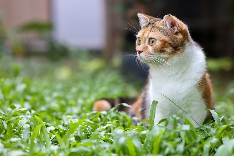 Calico Scottish Fold