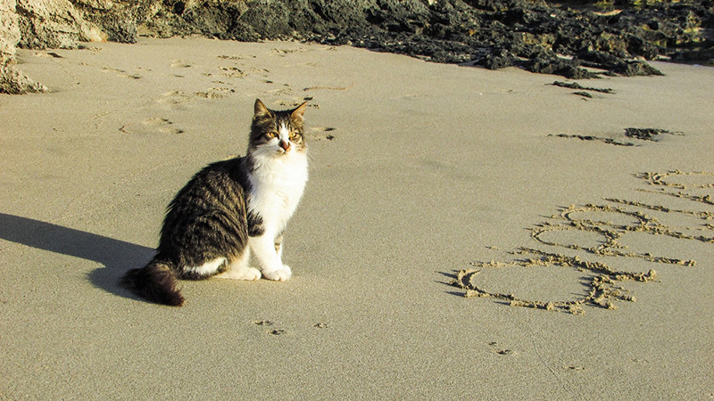 Cat beach