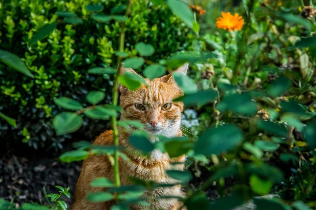 Cat rose