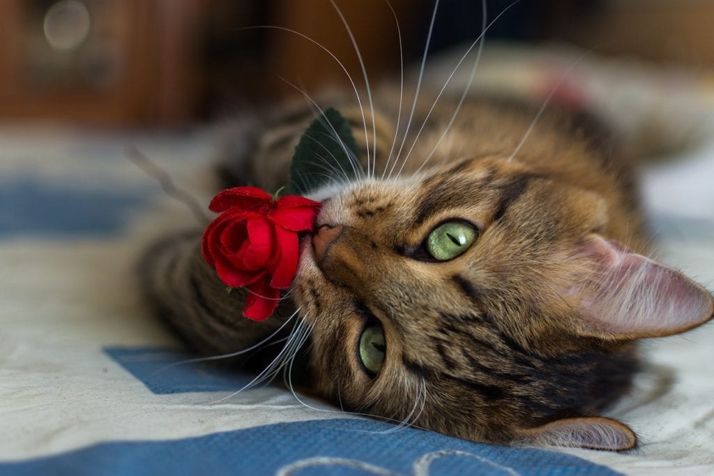 Cat rose