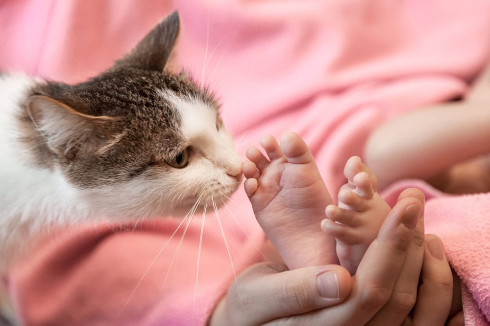 Cat smelling baby toes held by mother