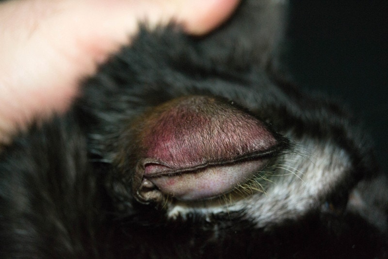 Cat with aural hematoma