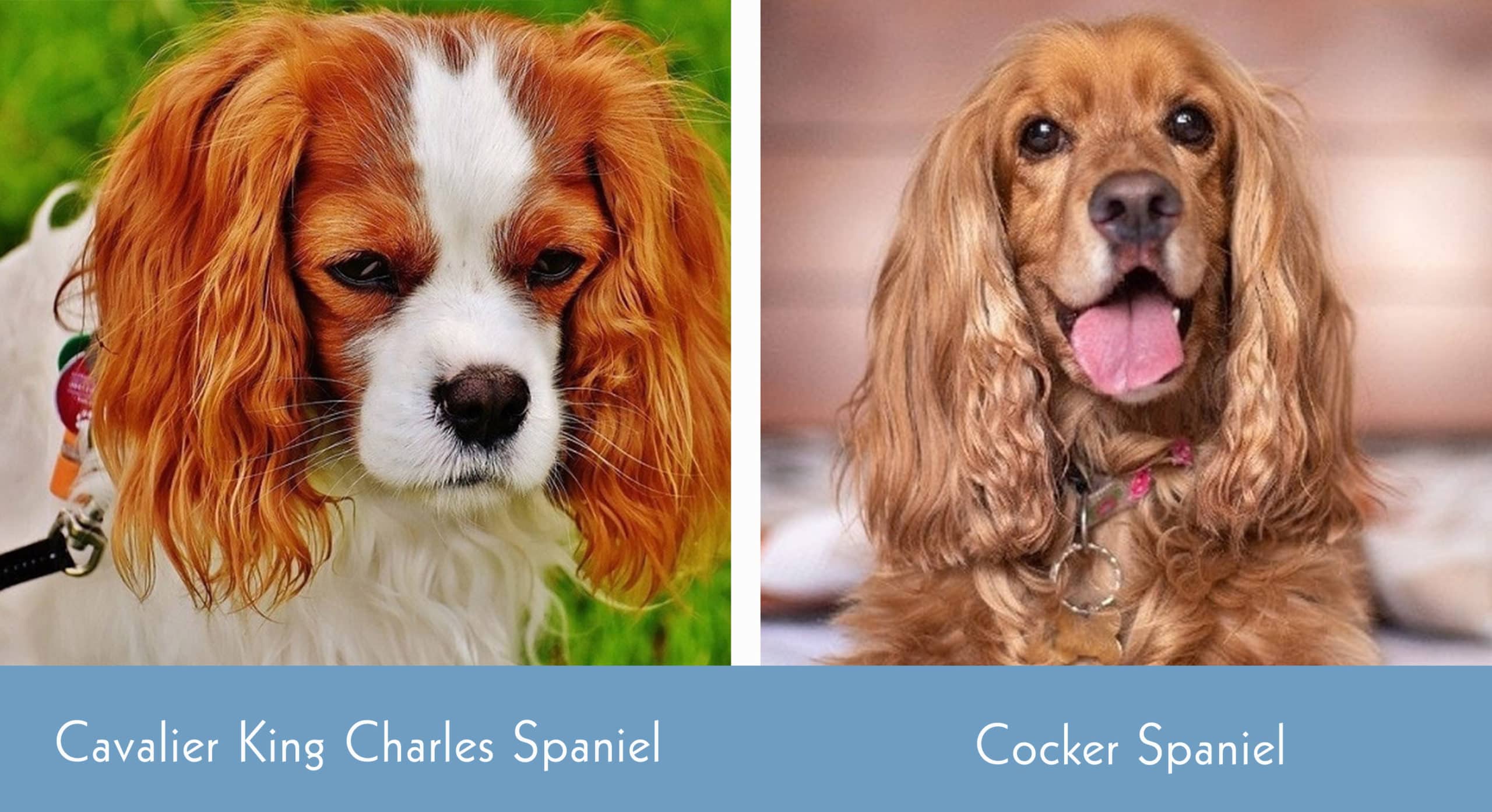 Cavalier King Charles Spaniel and Cocker Spaniel visual differences