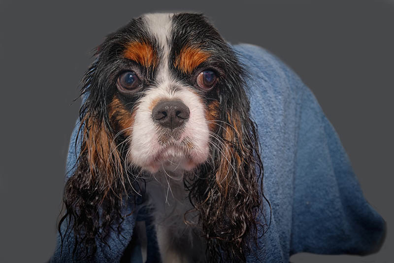 Cavalier King Charles Spaniel dog after the bath