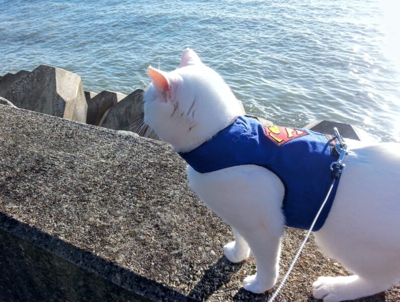 Clutch at the seaside 1 