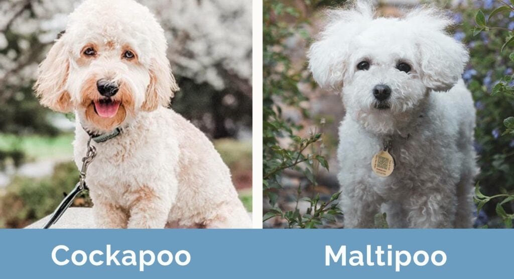 Cockapoo-vs-Maltipoo_-Side-by-Side