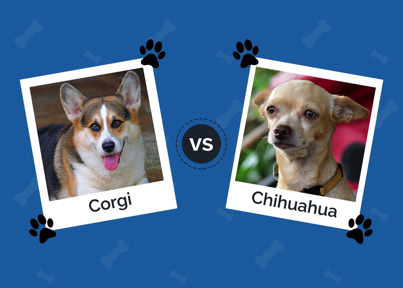 Corgi vs Chihuahua