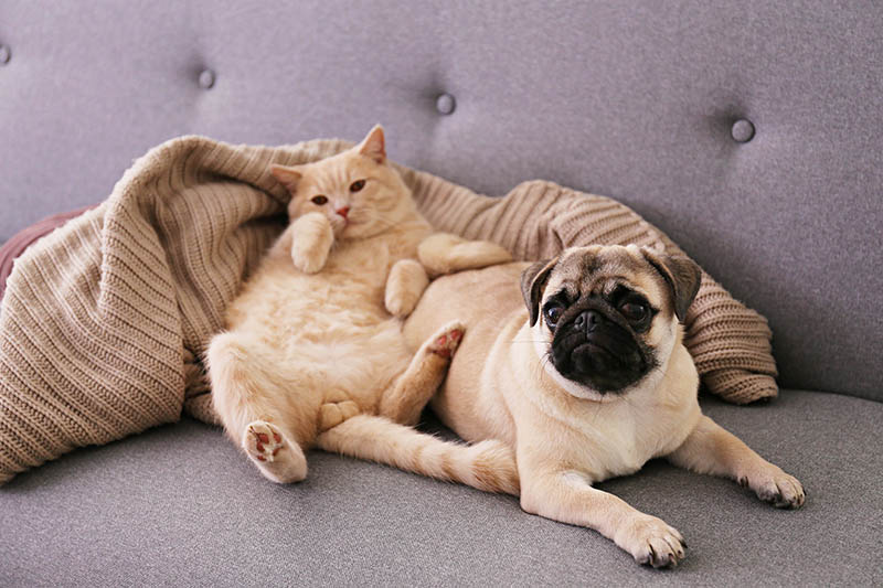 Cute red Scottish fold cat & funny pug lying on grey textile sofa