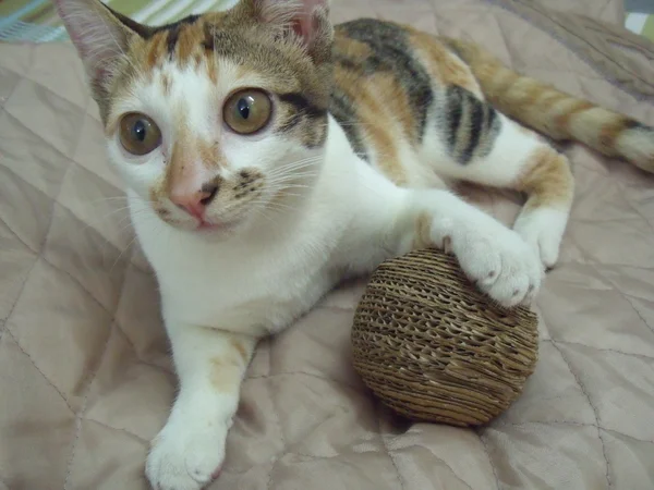 DIY Eco Friendly Cardboard Ball for Cat