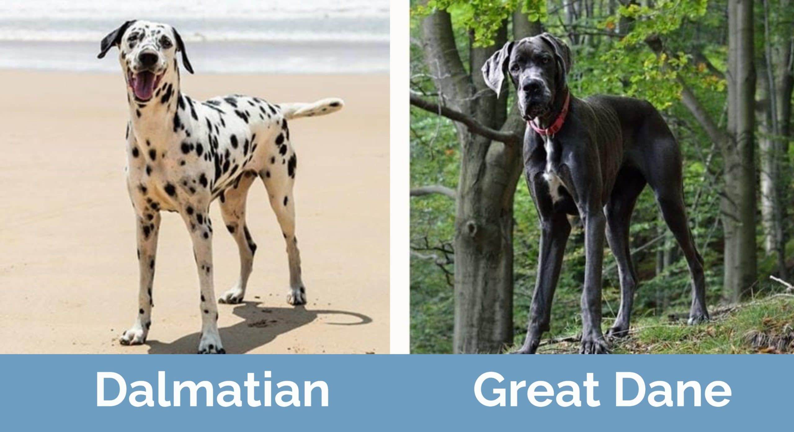 Dalmatian vs Great Dane_ Side by side